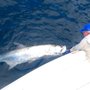 Flyliner Charters