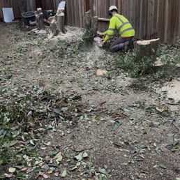 Trees cutting Trees cutting