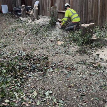 Betzy’s Tree Care - Trees cutting - Tree Services Near Me - North Highlands , California Betzy’s Tree Care - Trees cutting - Tree Services Near Me - North Highlands , California