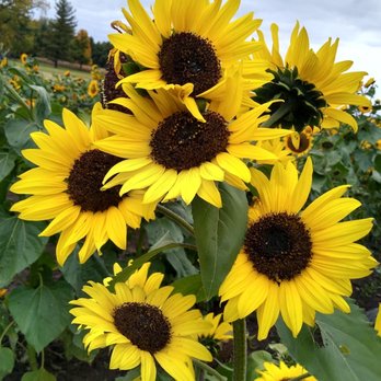 Stade's Farm & Market - Lovely sunflowers - Farmers Market Near Me - McHenry, Illinois Stade's Farm & Market - Lovely sunflowers - Farmers Market Near Me - McHenry, Illinois