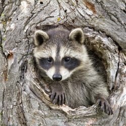 Compassionate Wildlife Removal - Young Raccoon