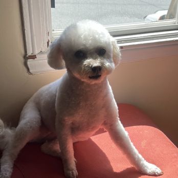 Luxe Paw Grooming - Xena The Warrior Princess Thank you Alex for the awesome haircut!!! - Pet Groomers Near Me - San Francisco, California Luxe Paw Grooming - Xena The Warrior Princess Thank you Alex for the awesome haircut!!! - Pet Groomers Near Me - San Francisco, California