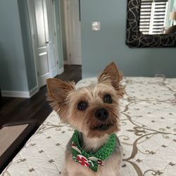 Hair of the Dog