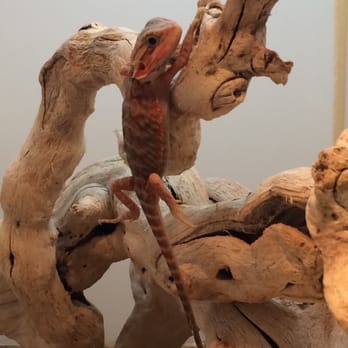 Amazon Reptile Center - Hang in there! - Reptile Shops Near Me - Montclair, California