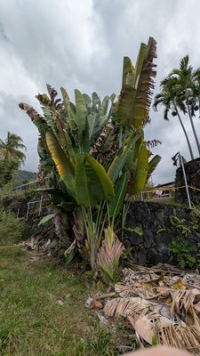 Royal Kona Coffee Center by null