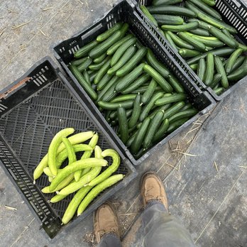 Cold Frame Farm - Store is OPEN Fridays and Saturdays 10am-3pm. 3 kinds of cucumbers- all 3 fresh, crunchy and delicious!! - Farmers Market Near Me - Bruce Township, Michigan