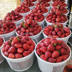 Owl Produce Market