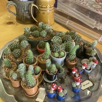 Wolf Grounds Community Cafe And Coffee Shop - a tray full of cactus plants - Coffee & Tea Near Me - Silver City, New Mexico Wolf Grounds Community Cafe And Coffee Shop - a tray full of cactus plants - Coffee & Tea Near Me - Silver City, New Mexico