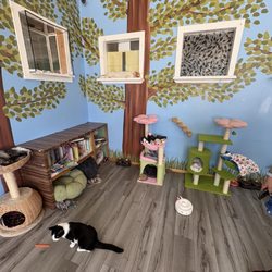 Bajah's Cat Cafe