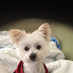 Huggie Bear's Pet Grooming Service - HUGGIE BEARS GROOMERS IN CAROLINA BEACH !!!!