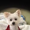 Huggie Bear's Pet Grooming Service gift card