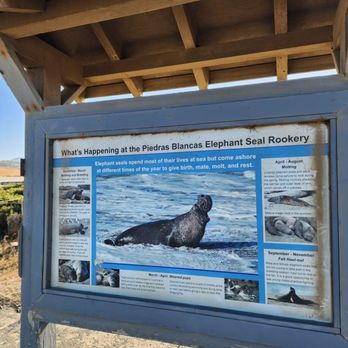 Elephant Seal Vista Point - Beaches Near Me - San Simeon, California Elephant Seal Vista Point - Beaches Near Me - San Simeon, California
