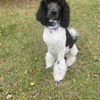 Bubbles and Suds - Pet Groomers Near Me - Southgate, Kentucky
