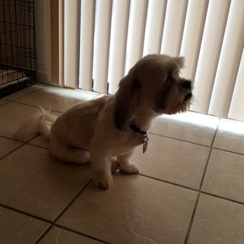 Top Paw Grooming - Feisty Shih Tzu - Pet Groomers Near Me - Tucson, Arizona Top Paw Grooming - Feisty Shih Tzu - Pet Groomers Near Me - Tucson, Arizona