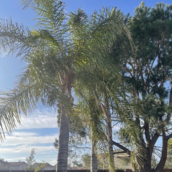 Sergios Tree Service - Before the excellent palm tree service - Tree Services Near Me - Rancho Cucamonga, California