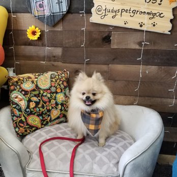 Jasmine Pet Grooming - One happy Louis after his grooming session - Pet Groomers Near Me - Brea, California Jasmine Pet Grooming - One happy Louis after his grooming session - Pet Groomers Near Me - Brea, California