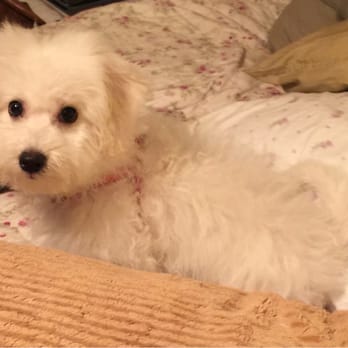 Scoobi Doo's - Bailey was quite happy after his shampoo and cut. No more hair in my eyes! - Pet Groomers Near Me - Napa, California