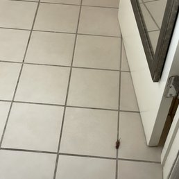 Bug in bathroom Bug in bathroom