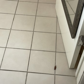 Best Western Plus Black Oak - Bug in bathroom - Hotels Near Me - Paso Robles, California Best Western Plus Black Oak - Bug in bathroom - Hotels Near Me - Paso Robles, California