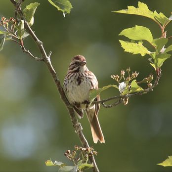 Chapel Lake Park - Song Sparrow - Parks Near Me - Jeffersonville, Indiana Chapel Lake Park - Song Sparrow - Parks Near Me - Jeffersonville, Indiana