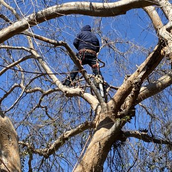 Urban Forest Solutions - Give us a call 626.755.0235 - Tree Services Near Me - Anaheim, California Urban Forest Solutions - Give us a call 626.755.0235 - Tree Services Near Me - Anaheim, California