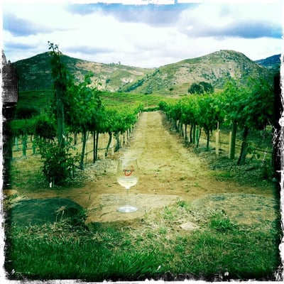 Orfila Vineyards and Winery by null