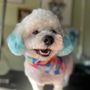 Photo of Heidi's Dog Grooming