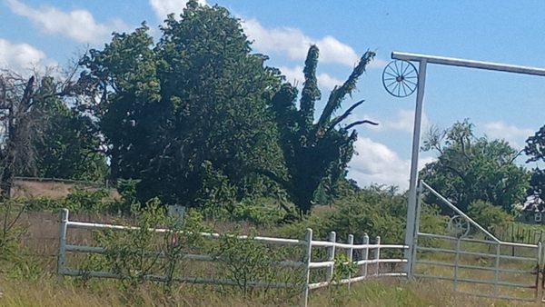 Carter's Tree Service