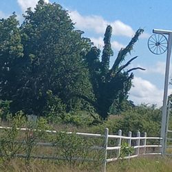 Carter's Tree Service - Tree Service