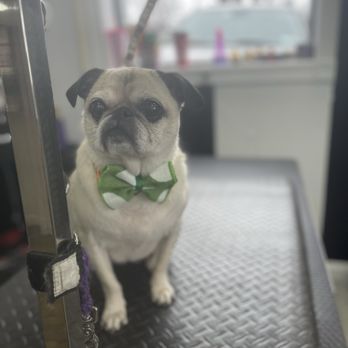 Pawsh Paws Pet Parlor - Pug - Pet Groomers Near Me - Buffalo, New York Pawsh Paws Pet Parlor - Pug - Pet Groomers Near Me - Buffalo, New York