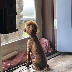 Elite Exteriors Roofing & Restoration - She loves her door. She can watch the cows.