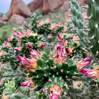Red Rocks Amphitheatre - Trading Post Trail plant life - Music Venues Near Me - Morrison, Colorado