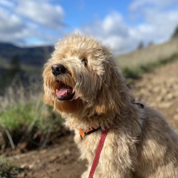 Power Goldendoodles - Pet Breeders Near Me Power Goldendoodles - Pet Breeders Near Me