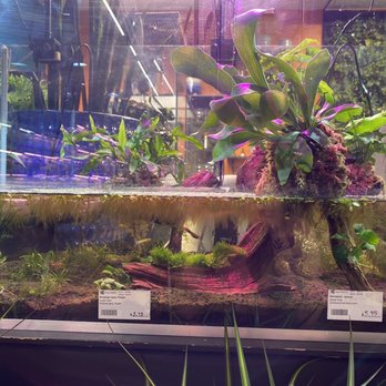 Jungle Box - Fish in it - Nurseries & Gardening Near Me - Phoenix, Arizona