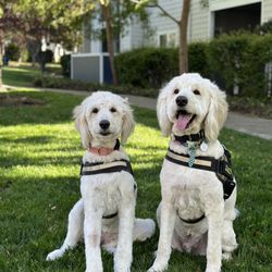 Amador Valley Veterinary Center
