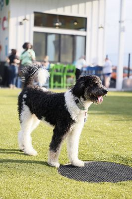 Bark Social by null