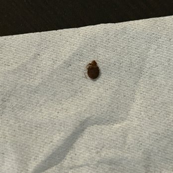 La Quinta by Wyndham Beeville - Bed bug - Hotels Near Me - Beeville, Texas La Quinta by Wyndham Beeville - Bed bug - Hotels Near Me - Beeville, Texas