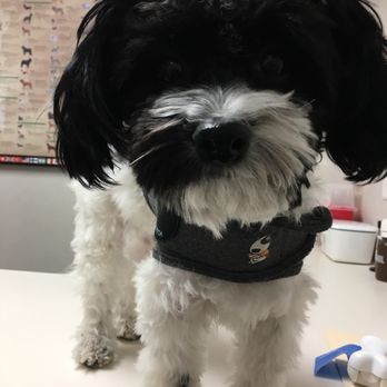Kenwood Pet Clinic - Veterinarians Near Me - Minneapolis, Minnesota Kenwood Pet Clinic - Veterinarians Near Me - Minneapolis, Minnesota