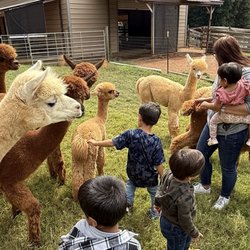 Serenity Alpacas - Kids with Alpacas