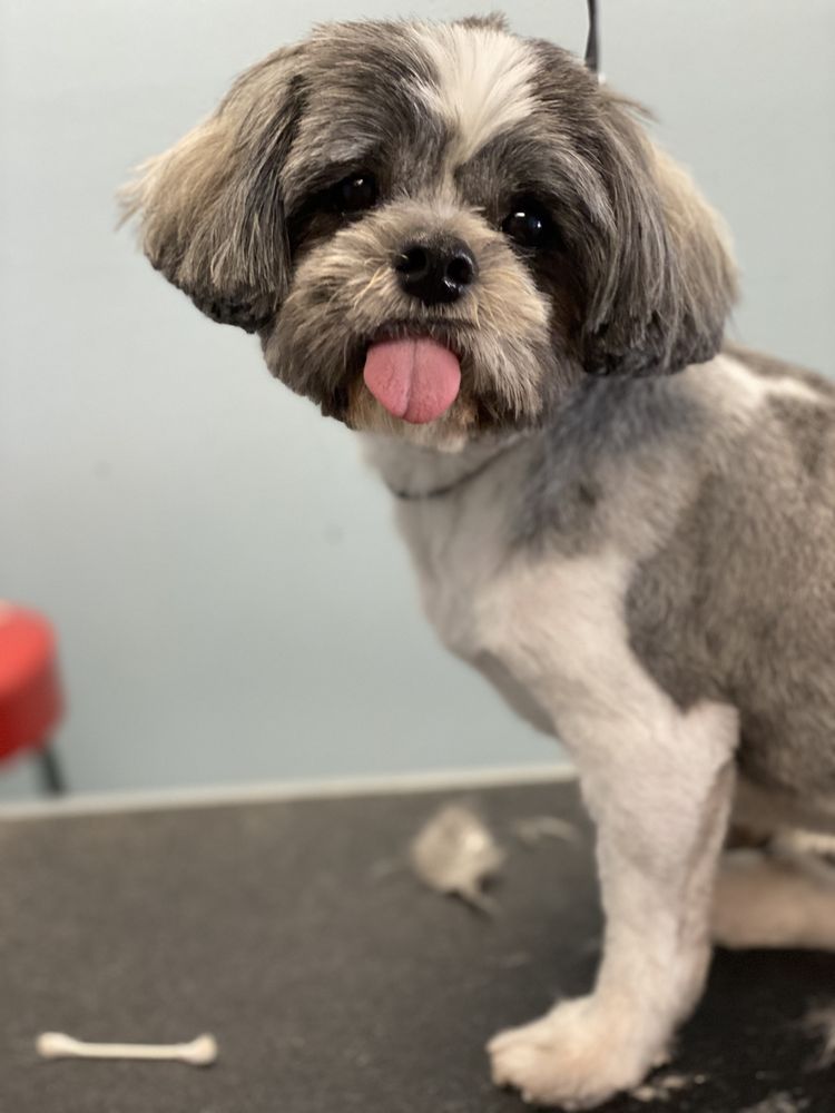 BEDS FOR LESS 166 Photos Wichita, Kansas Pet Groomers Phone