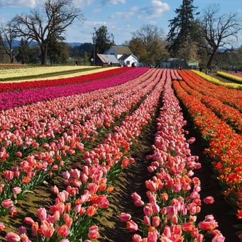 WOODEN SHOE TULIP FARM - Updated October 2025 - 1675 Photos & 287