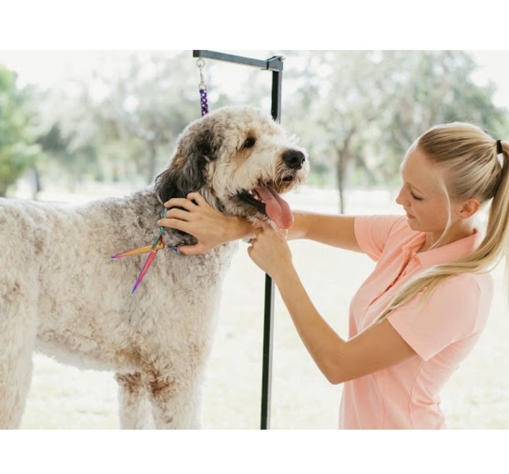 YOUR HOME GROOMER Updated October 2024 32 Photos Wellington