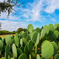 Maldonado Nursery & Landscaping