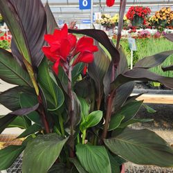Garden Ave. Greenhouse & Garden Center