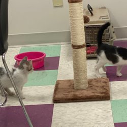 Fix'Em Clinic - Kittens playing