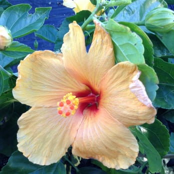 Houston Garden Centers - Peach hibiscus - Nurseries & Gardening Near Me - League City, Texas Houston Garden Centers - Peach hibiscus - Nurseries & Gardening Near Me - League City, Texas