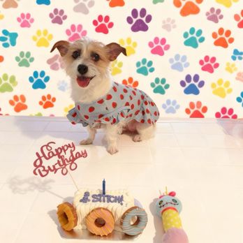 Redondo Dog - Birthday cake for our baby girl #redondodog - Pet Services Near Me - Carson, California