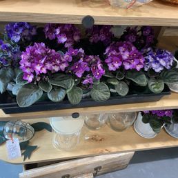 Violets in the back entry for sale.