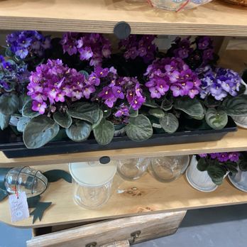 Maven - Violets in the back entry for sale. - Breakfast & Brunch Near Me - Calgary, Alberta