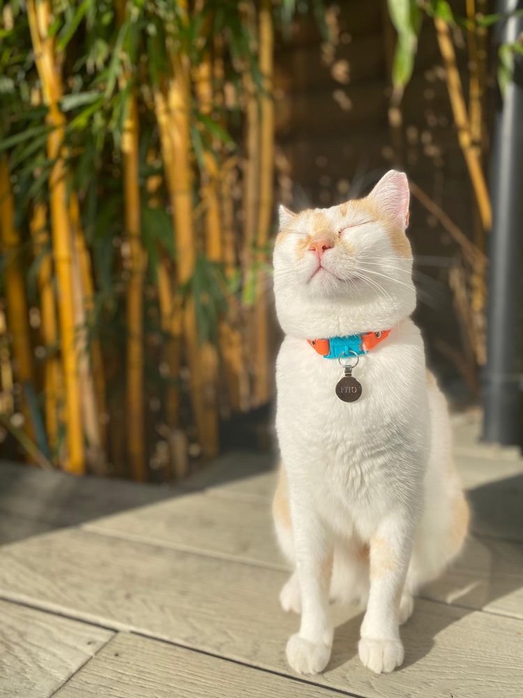 WORLDCARE PET TRANSPORT 155 Photos & 18 Reviews Darien, CT Yelp